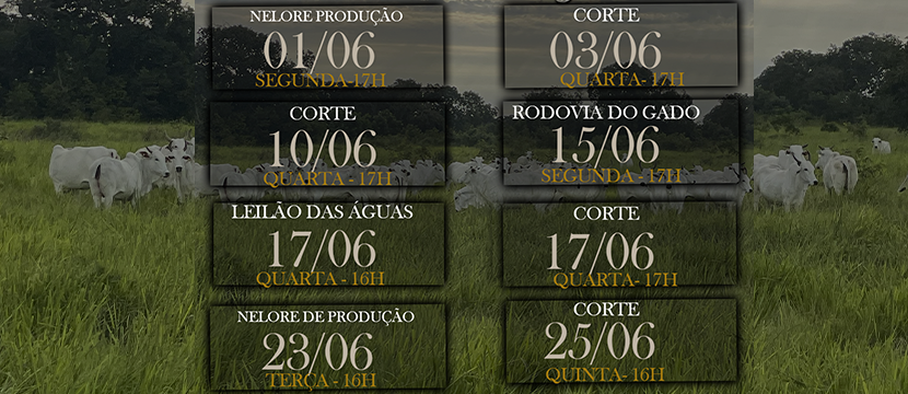AGENDA DE LEILÕES