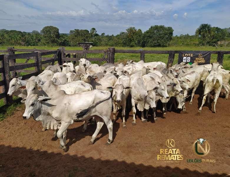 Leilão Virtual Fazenda Reata 