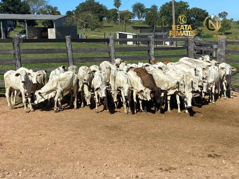 Leilão Virtual Fazenda Reata 