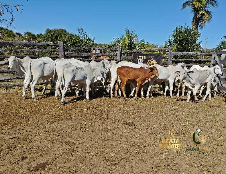 Leilão Virtual Fazenda Reata 